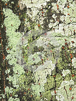 Close up view of some dry moss and lichen on a tree