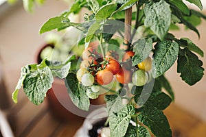 Close up view of some fresh cherry tomatoes in a home grown cherry tomato plant. Home organic farm and eco fresh vegetables