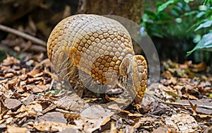 Close up view of a Southern three-banded armadillo