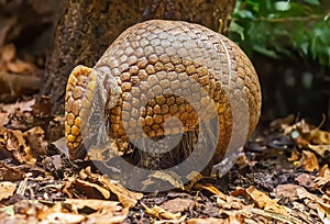 Close up view of a Southern three-banded armadillo photo