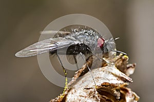 bombyliidae fly photo