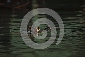 Close-up view of a Spectacled Caiman in Costa Rica