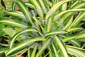 Close up view of a Spider Plant Chlorophytum comosum photo