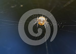 A close-up view of a spider in a spider's web