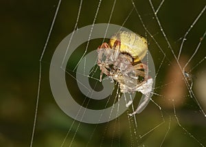 A close-up view of a spider on a web that has just caught a butterfly