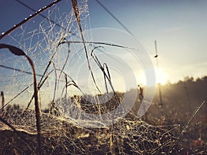 Close up view of a spiders web of against sunrise in the field with fog