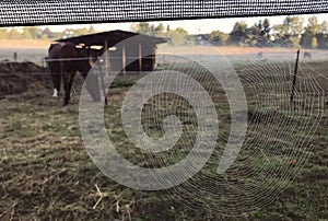 Close up view of a spiders web of against sunrise in the field with fog