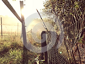 Close up view of a spiders web of against sunrise in the field with fog