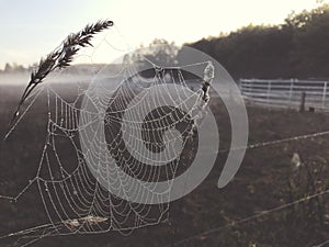 Close up view of a spiders web of against sunrise in the field with fog
