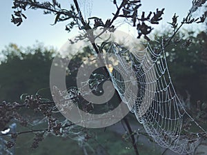 Close up view of a spiders web of against sunrise in the field with fog