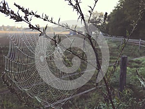 Close up view of a spiders web of against sunrise in the field with fog
