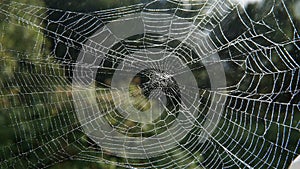 Close up view of a spiders web with water drops
