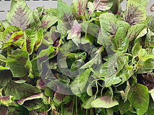 Close up view of spinach Spinacia oleracea or espinache leafy red green leaves.