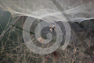 A close up view of a spined micrathena spider in its giant cobweb (spider net photo