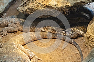close up view of Spiny-tailed lizards resting