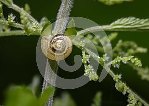 Close-up view of the spiral of a snail shell at the intersection of shrub branches