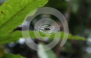 Close up view of a spiral stabilimentum in the spider web with the spider