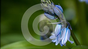 Close Up View of Spring Bluebell Flowers