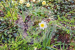 Close-up view of a spring daffodil flower blooming in the park.