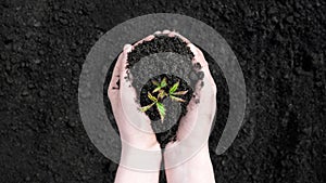 Close up view on sprout in female hands on a background of the black earth. World soil day concept. Human hands holding