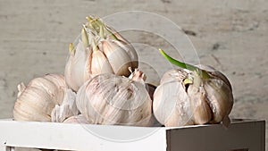 Close up view of sprouted dry garlic, healthy food ingredient