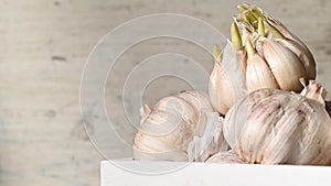 Close up view of sprouted dry garlic, healthy food ingredient