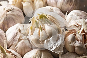 Close up view of sprouted dry garlic, healthy food ingredient