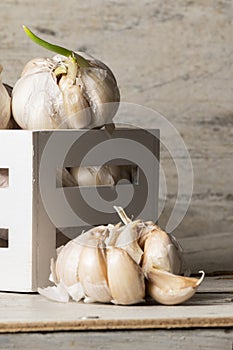 Close up view of sprouted dry garlic, healthy food ingredient, agricultural food harvest