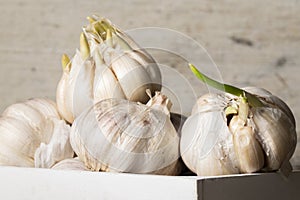 Close up view of sprouted dry garlic, healthy food ingredient, agricultural food harvest