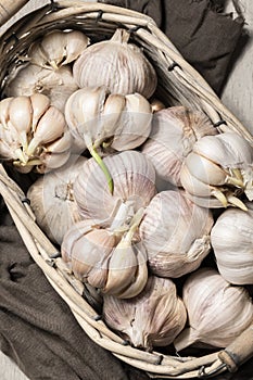 Close up view of sprouted dry garlic, healthy food ingredient, agricultural food harvest