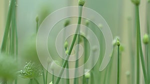 Close-up view of sprouts of fresh green garlic. Camera movement between plants