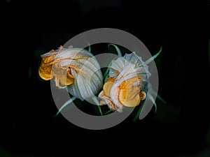 Squash Blossoms Opening in Black Background