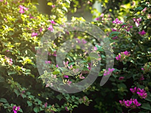 Close up view of stalk pink bougainvillea flowers and green leaves in sunset nature garden