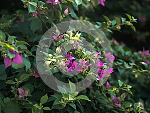 Close up view of stalk pink bougainvillea flowers and green leaves in sunset nature garden