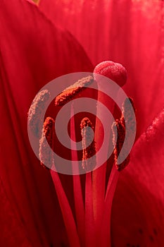 Close-up view on stamen of an red and pink lily flower