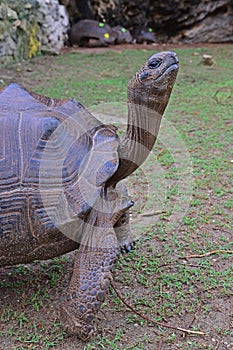 Close up View of A standing Aldabra giant tortoise with her four strong legs