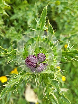 Close up view of star shape Scottish Thistle