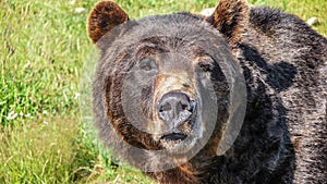 Close-up view of staring grizzly bear in the Canadian wilderness