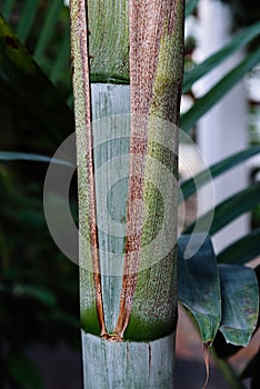 Close up view of the stem of Dypsis Pembana, a species of flowering plant in the family Arecaceae