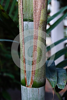 Close up view of the stem of Dypsis Pembana, a species of flowering plant in the family Arecaceae photo