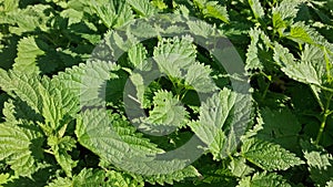 Close up view of stinging or common nettles at field.