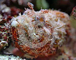 Close-up view of a Stonefish