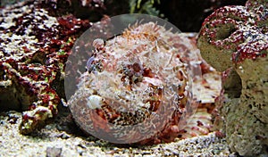 Close-up view of a Stonefish