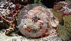 Close-up view of a Stonefish photo