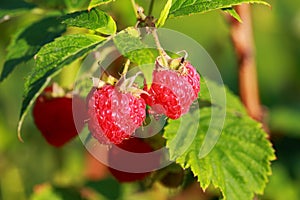 Close up view of strawberries isolated. White and red in focus.Beautiful close up view of raspberry bush isolated.