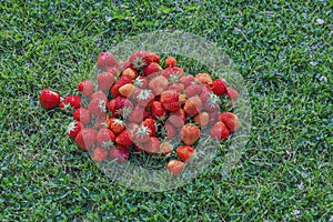 Close up view of strawberry harvest lying on green grass