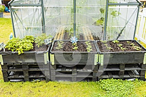 Close up view of strawberry plants in garden boxes on greenhouse background