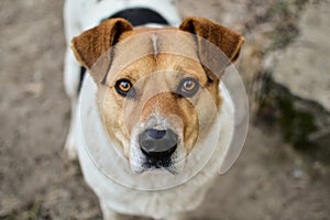 Close-up view of the big stray dog head with beautiful eyes looking into the camera