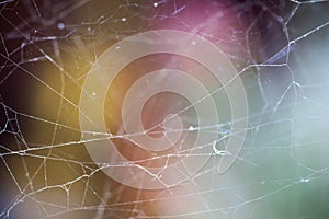 Close up view of the strings of a spiders web