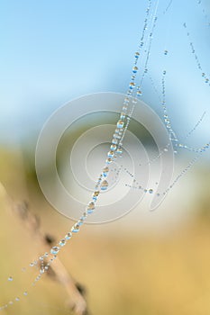 Close up view of the strings of a spiders web. Spider web with c